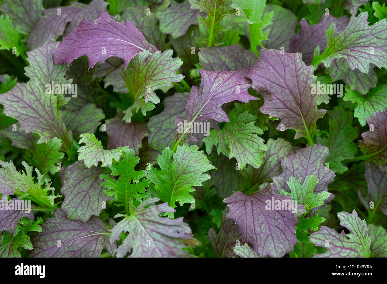 Les feuilles de moutarde cultivée que la salade Banque D'Images