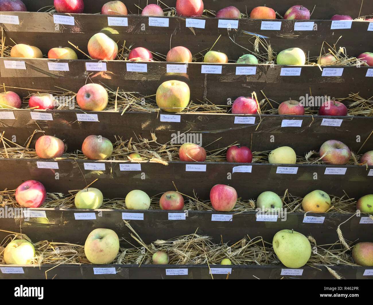 Les variétés de pommes anciennes, présentées sur un Apple festival, Banque D'Images