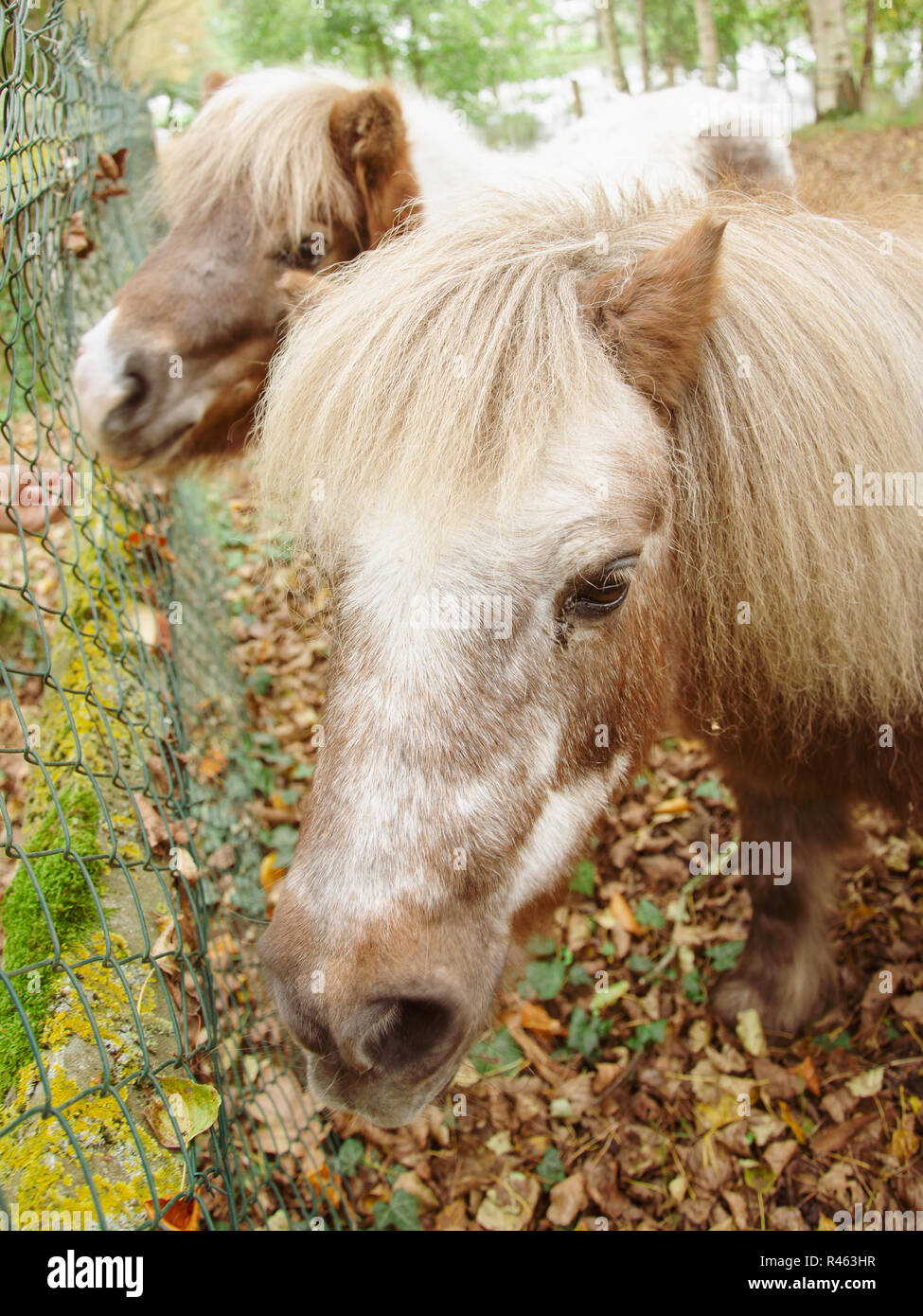 Deux poneys, close-up, poney shetland têtes avec tidy blanc long cammed mane, cheveux, ensemble à l'angle, d'en haut, debout sur un tombé l jaune Banque D'Images