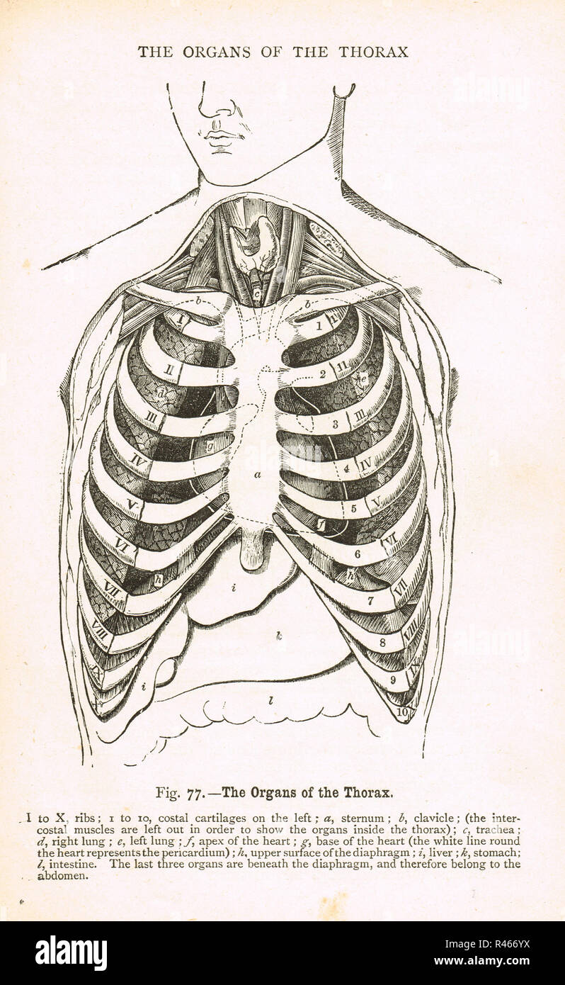 Organes du thorax. Un schéma du 19e siècle Banque D'Images