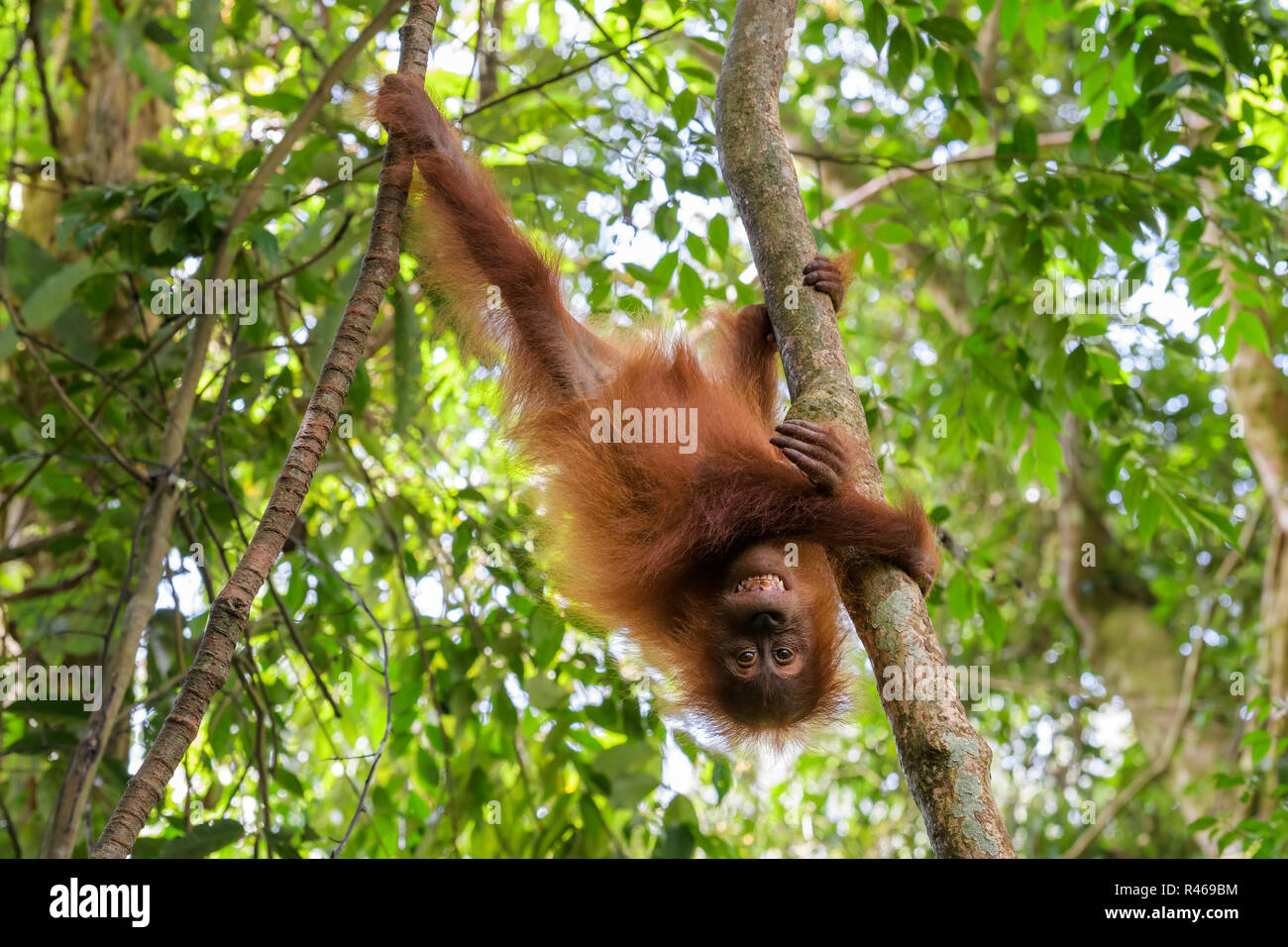 Orang-outan de Sumatra - Pongo abelii, primate hominidé de forêts de Sumatra, en Indonésie. Banque D'Images