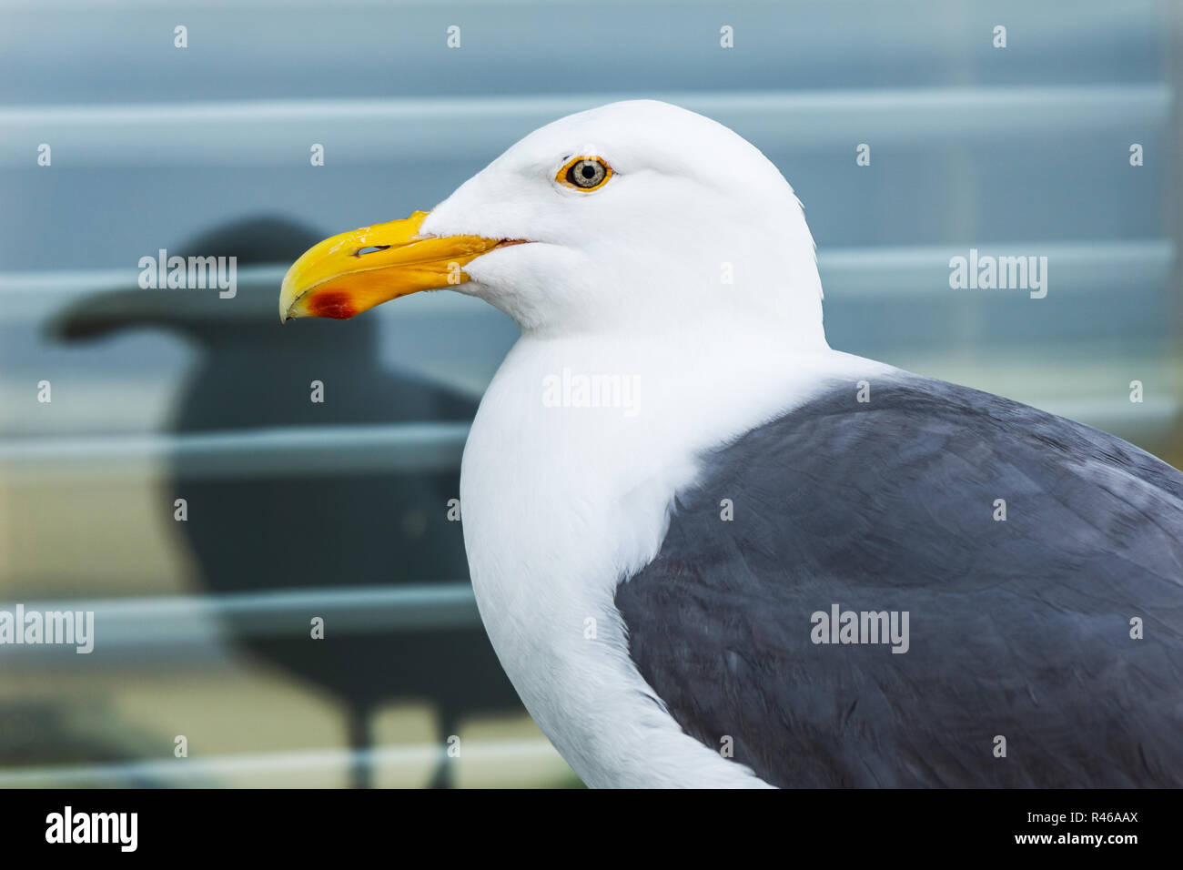 Très jolie portrait de profil d'une mouette avec réflexion, la côte du Pacifique, aux États-Unis. Banque D'Images