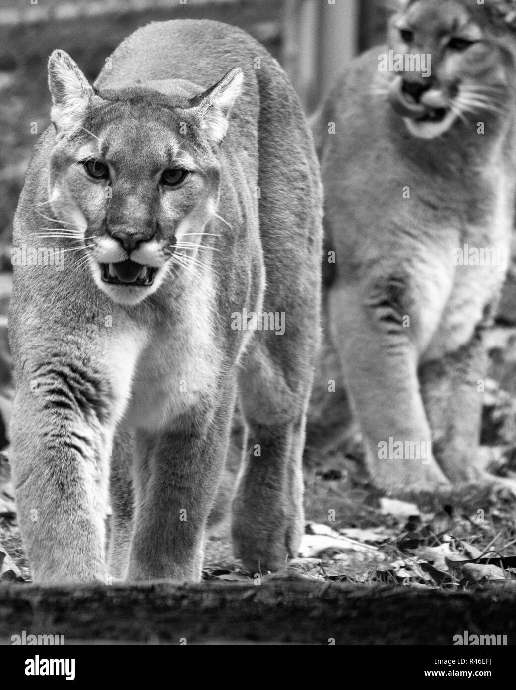 Un cougar (Puma concolor) avance vers la caméra, avec un autre assis derrière lui, léchant ses lèvres. Banque D'Images