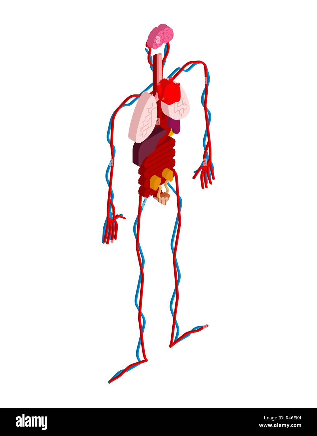 L'anatomie humaine corps isométriques. Les organes internes de la 3D. Les systèmes d'organes du corps. Le cœur et les reins. Cerveau et l'estomac. Vaisseaux sanguins Illustration de Vecteur