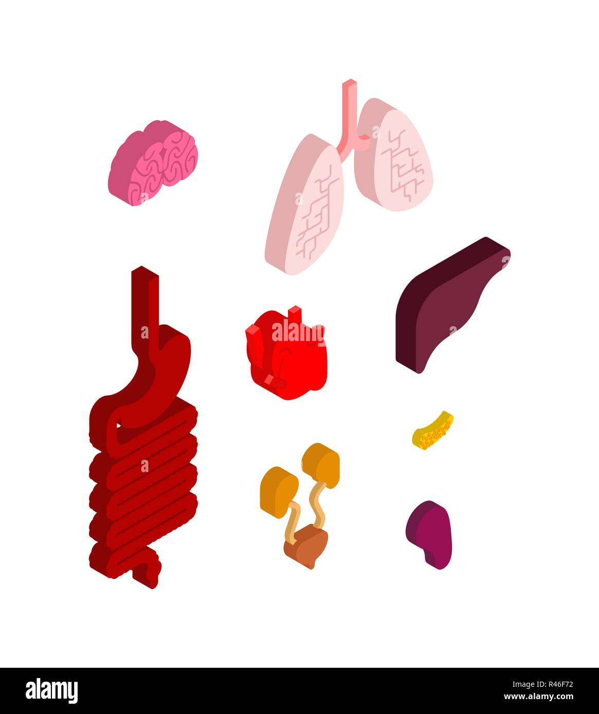 Jeu isométrique d'organes internes. Anatomie 3D du corps humain. Du cœur et du cerveau. Le foie et l'estomac. L'œsophage et du pancréas. Les reins et la rate. Les poumons. Systems Illustration de Vecteur