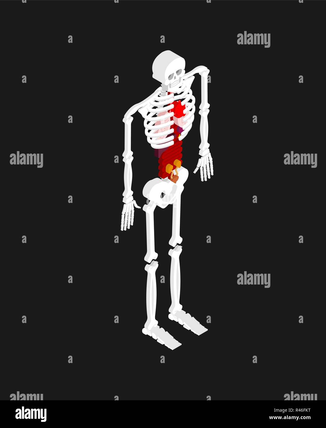 L'anatomie humaine isométriques. Le squelette et les organes internes de la 3D. Les systèmes d'organes du corps. Le cœur et les reins. Cerveau et l'estomac. Vaisseaux sanguins Illustration de Vecteur