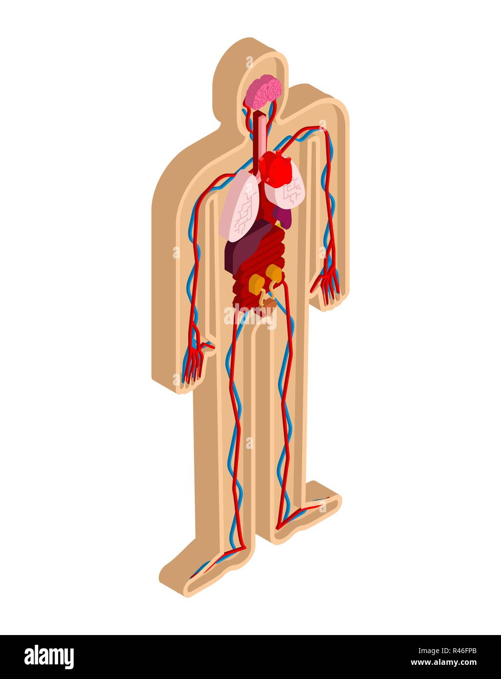L'anatomie humaine corps isométriques. Les organes internes de la 3D. Les systèmes d'organes du corps. Le cœur et les reins. Cerveau et l'estomac. Vaisseaux sanguins Illustration de Vecteur