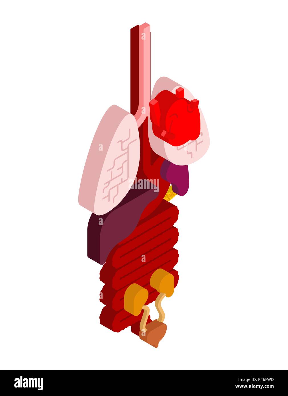 Organe interne isométriques. Anatomie 3D du corps humain. Du cœur et du cerveau. Le foie et l'estomac. L'œsophage et du pancréas. Les reins et la rate. Les poumons. Des systèmes m Illustration de Vecteur