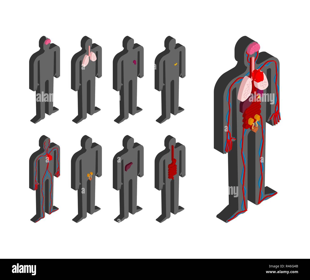 L'anatomie humaine corps isométriques. Les organes internes de la 3D. Les systèmes d'organes du corps. Le cœur et les reins. Cerveau et l'estomac. Vaisseaux sanguins Illustration de Vecteur