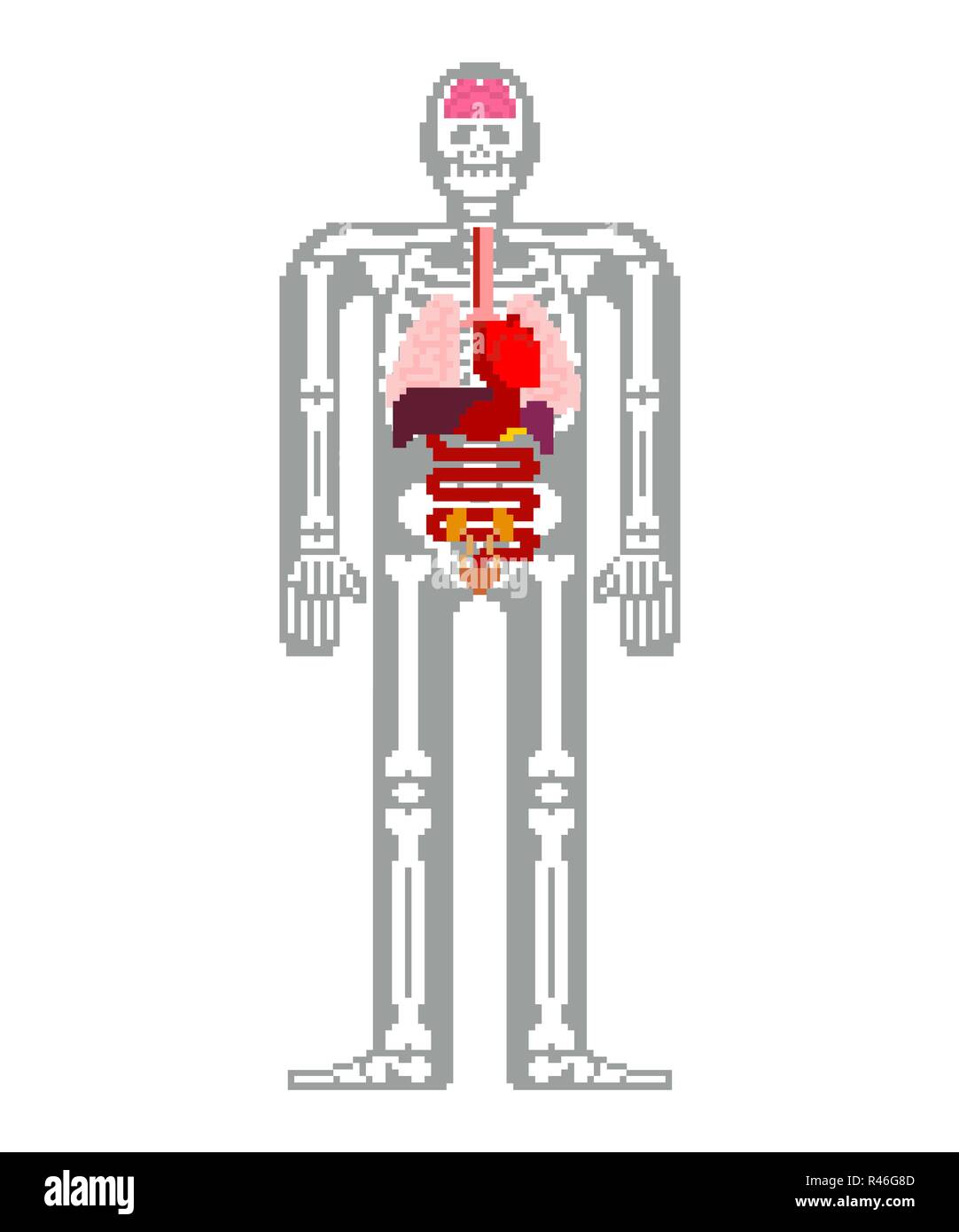 L'anatomie humaine art pixel 8 bits en organes internes et de skeleton ...