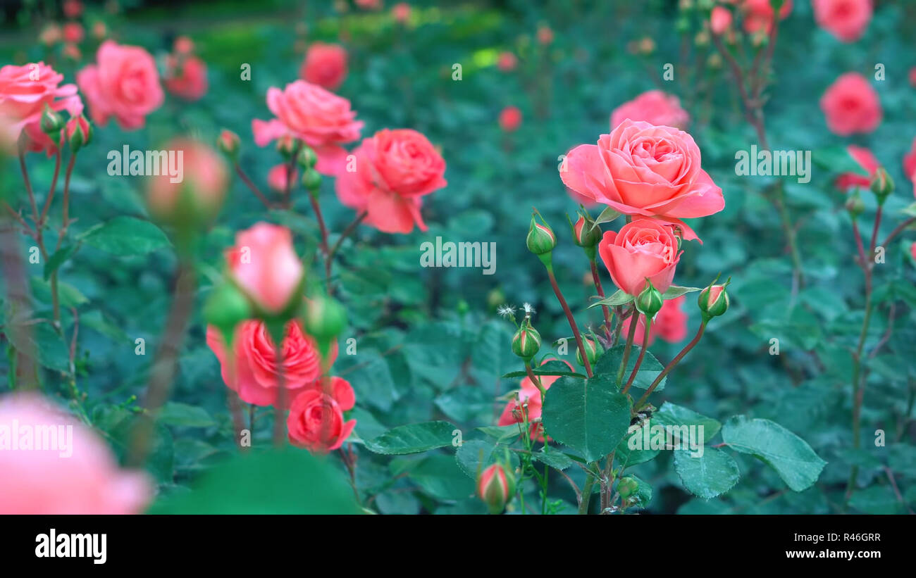 Rose rouge sur fond noir -belle fleur Banque D'Images