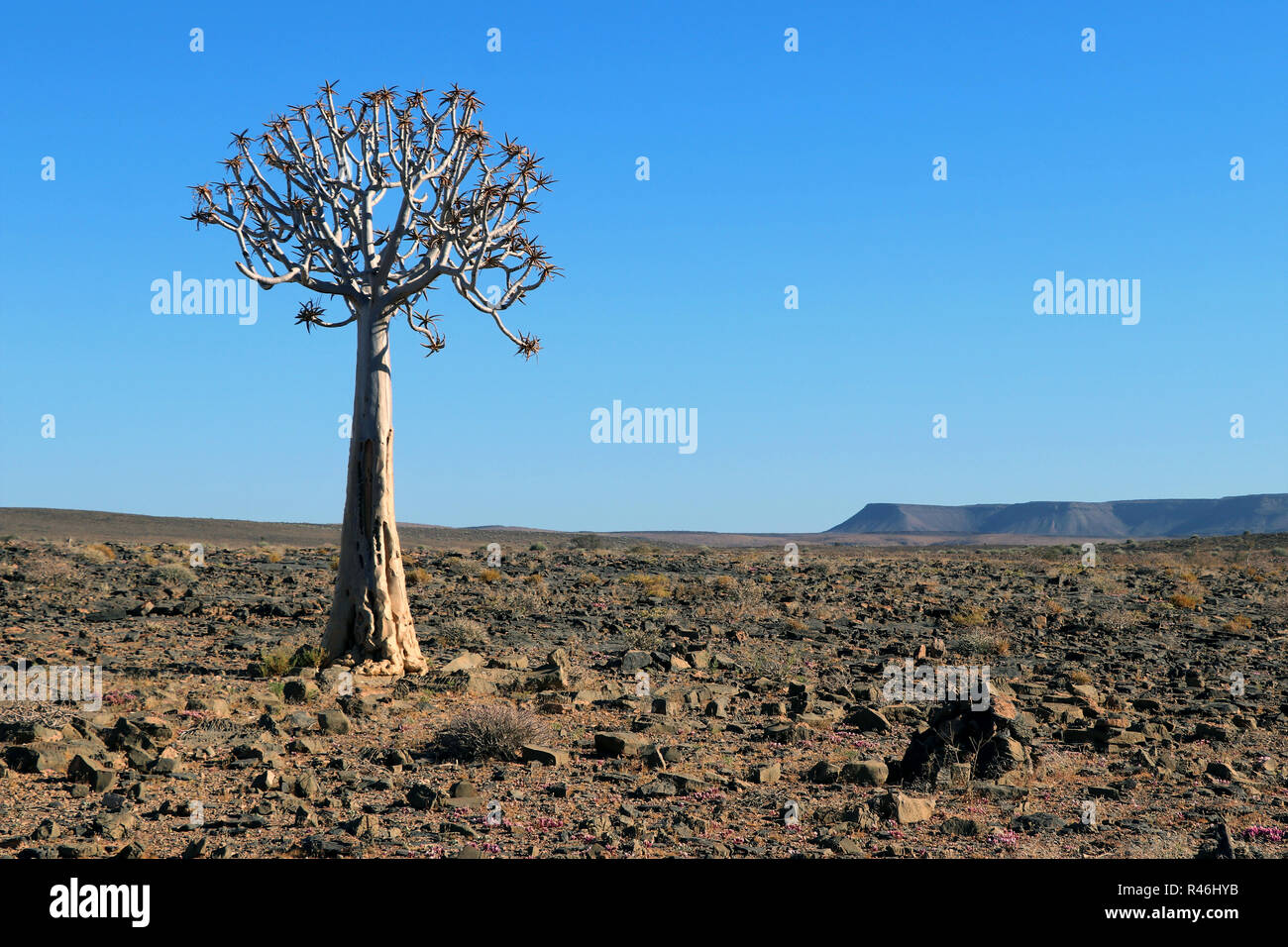 Désert de pierre avec l'Aloe dichotoma Quiver Tree - Namibie Banque D'Images