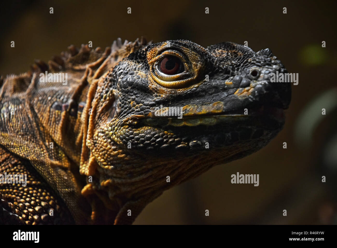 Close up portrait demi-profil d'iguane noir looking at camera, low angle view Banque D'Images