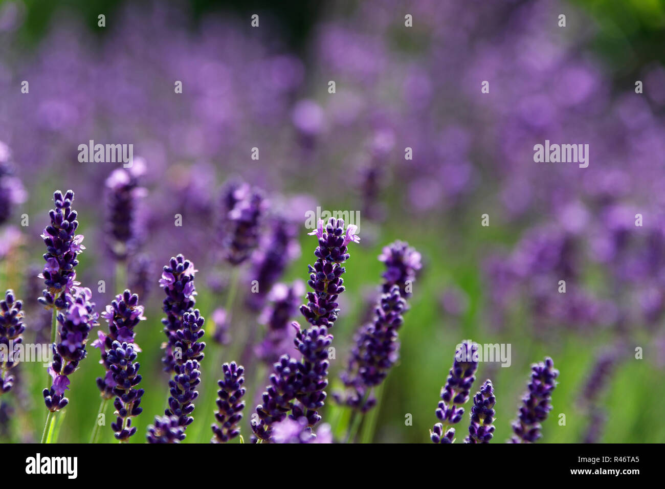 Arbustes en lavendelblÃ¼te lavande. Banque D'Images