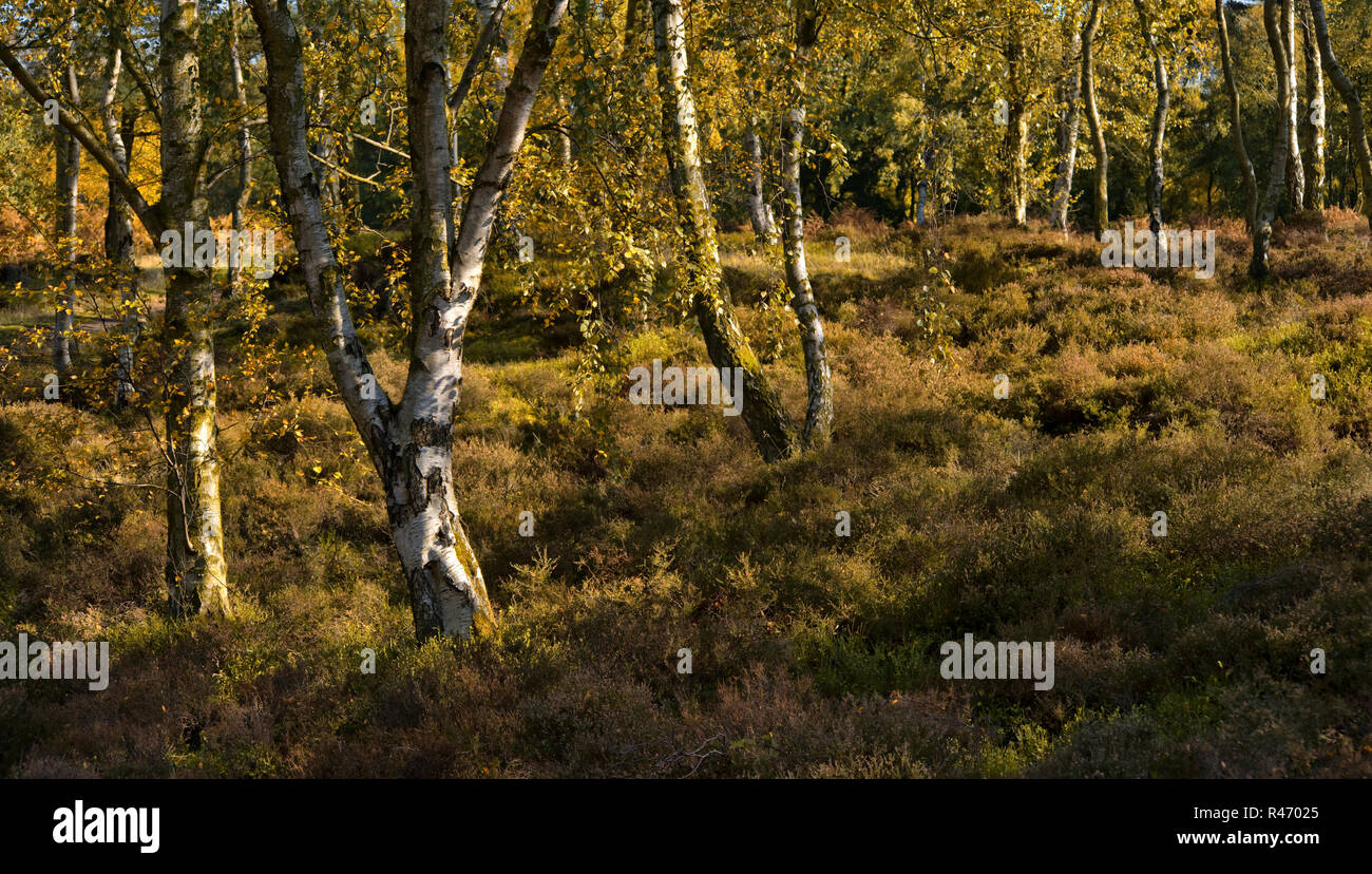 Les arbres d'automne et la couleur sur Stanton Moor dans le Peak District, Angleterre Banque D'Images