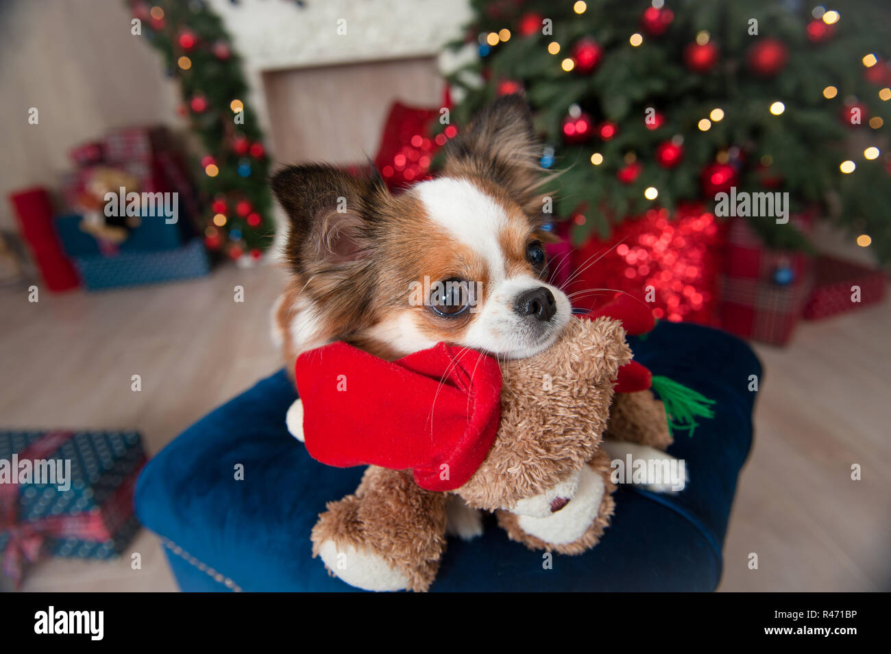 teddy bear chien
