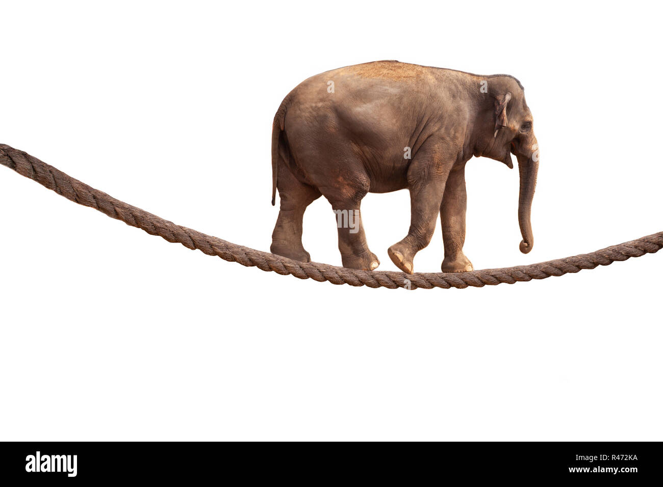 Acrobat Elephant Walking sur corde isolé sur fond blanc Banque D'Images