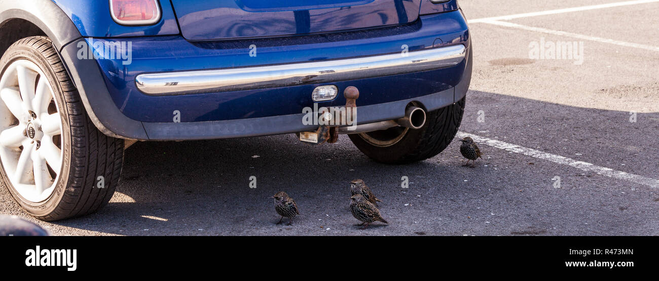 Ombre pour voiture Banque de photographies et d'images à haute résolution -  Alamy