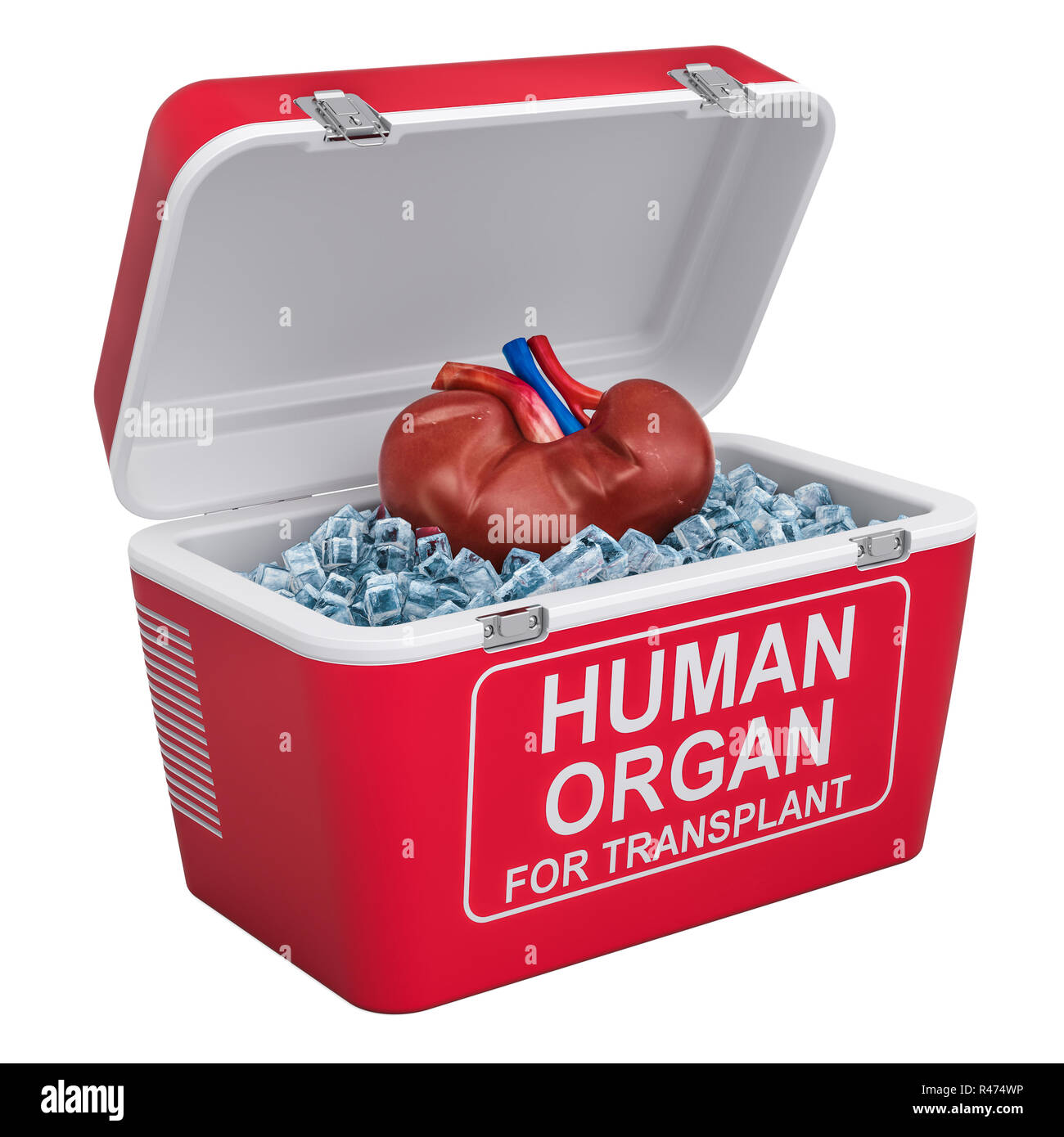 Rein humain à l'intérieur d'un réfrigérateur portable pour le transport d'organes, rendu 3D isolé sur fond blanc Banque D'Images