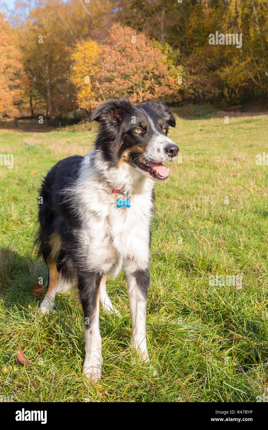 Portrait, proche, vue de face de la frontière alerte collie, debout isolé sur l'herbe, bouche ouverte, profitant du soleil dans un parc de campagne avec des arbres d'automne. Banque D'Images Portrait, proche, vue de face de la frontière alerte collie, debout isolé sur l'herbe, bouche ouverte, profitant du soleil dans un parc de campagne avec des arbres d'automne. Banque D'Images
