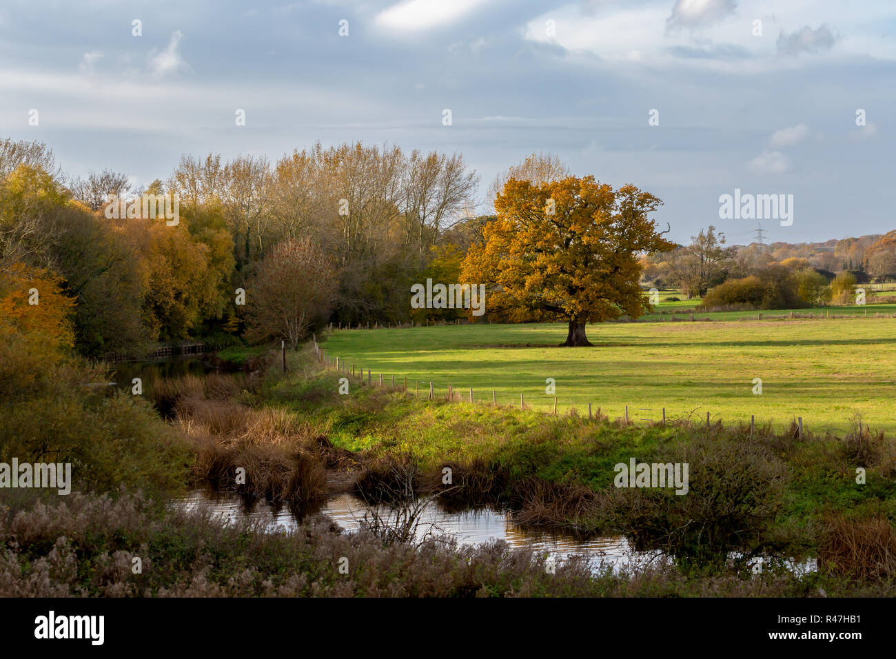 Photographie de paysage doté d''un vieux chêne dans pâturage pâturage bordé par la rivière Stour. Banque D'Images