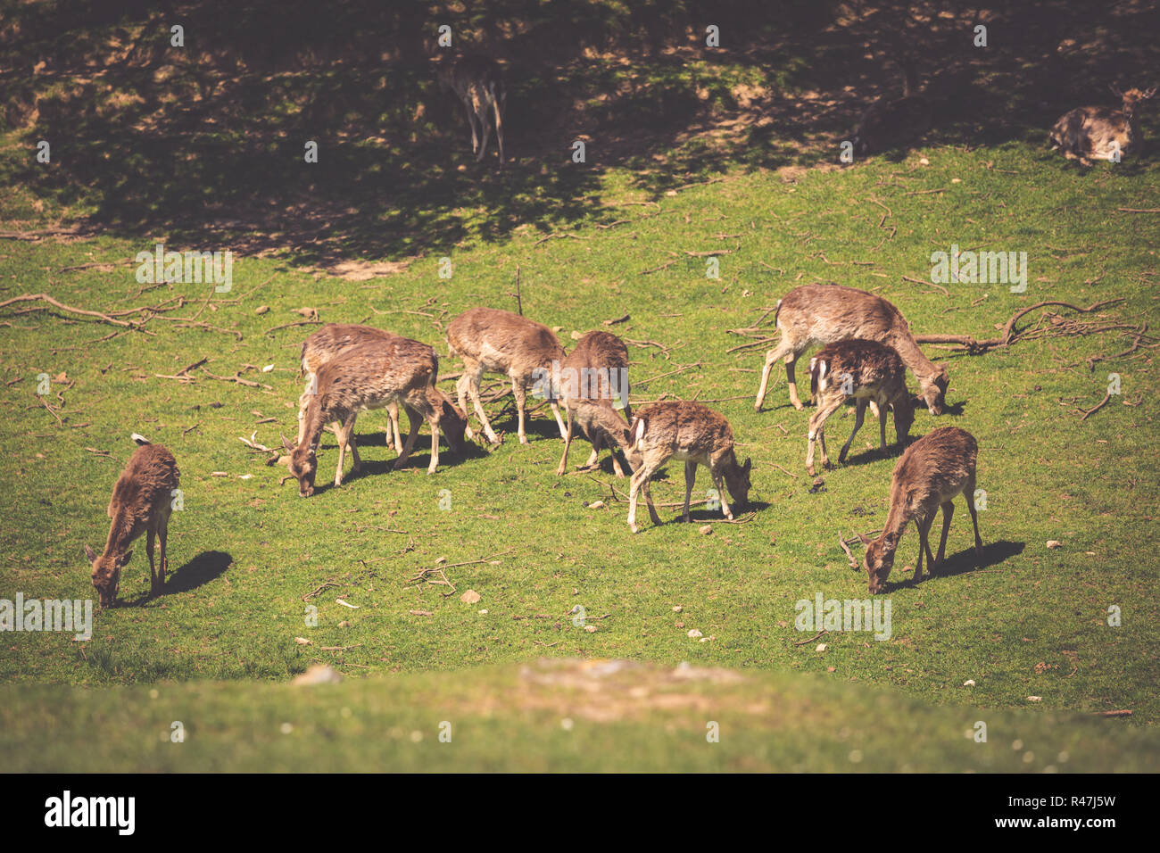 Une vue d'été d'un troupeau de cerfs en jachère (Dama dama) sur le pré vert. ces mammifères marins appartiennent à la famille des cervidés Banque D'Images