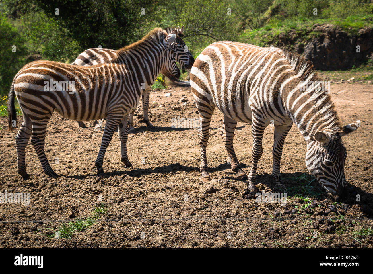 Le Zèbre de Grévy,parc national de Samburu, Kenya Banque D'Images