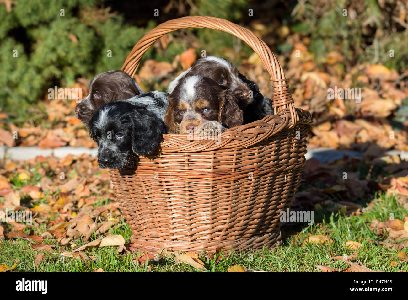 Cocker Anglais chiot dans panier Banque D'Images