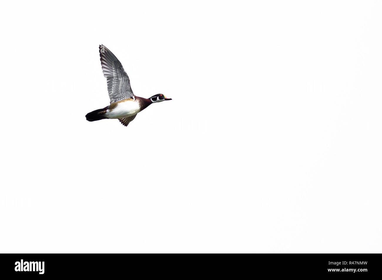 Canard branchu mâle voler contre un fond blanc Banque D'Images