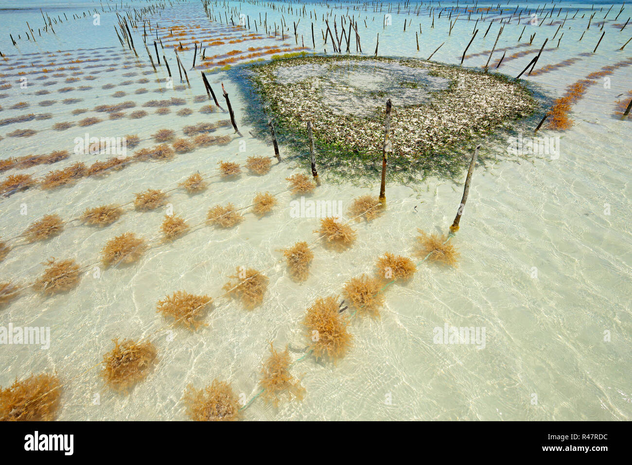 L'algoculture Banque D'Images