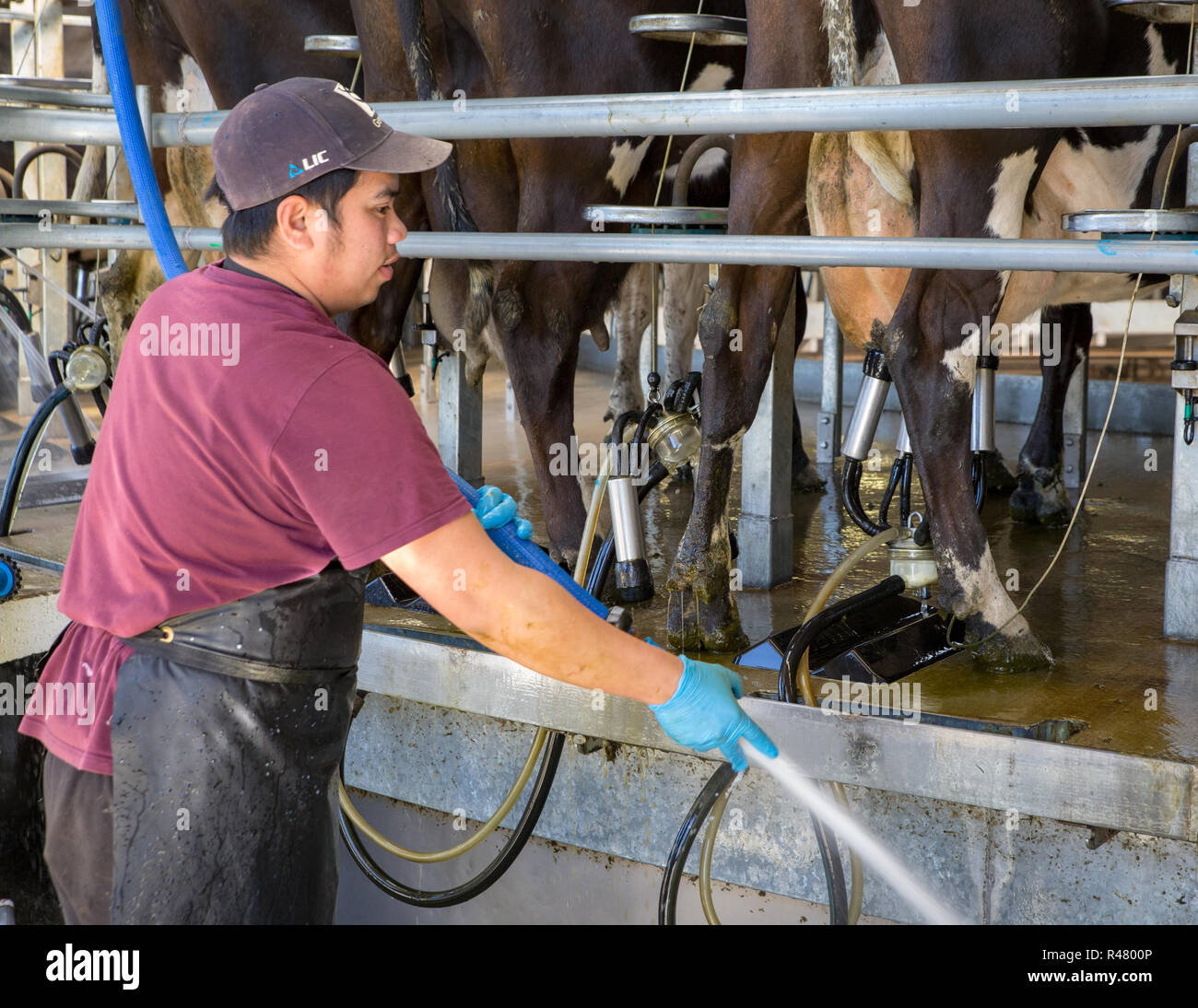 Sheffield, Nouvelle-Zélande - 03 août 2018 : un travailleur agricole vache flexibles les effluents de la région de la traite dans un hangar laitiers Banque D'Images