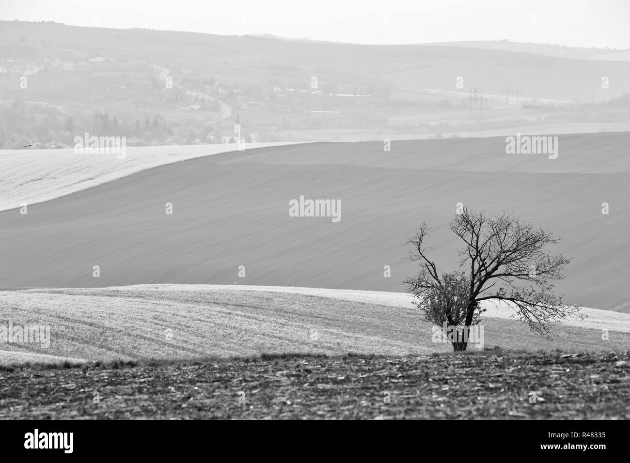 Arbre isolé en République tchèque Moravie hills. Les terres arables au printemps Banque D'Images