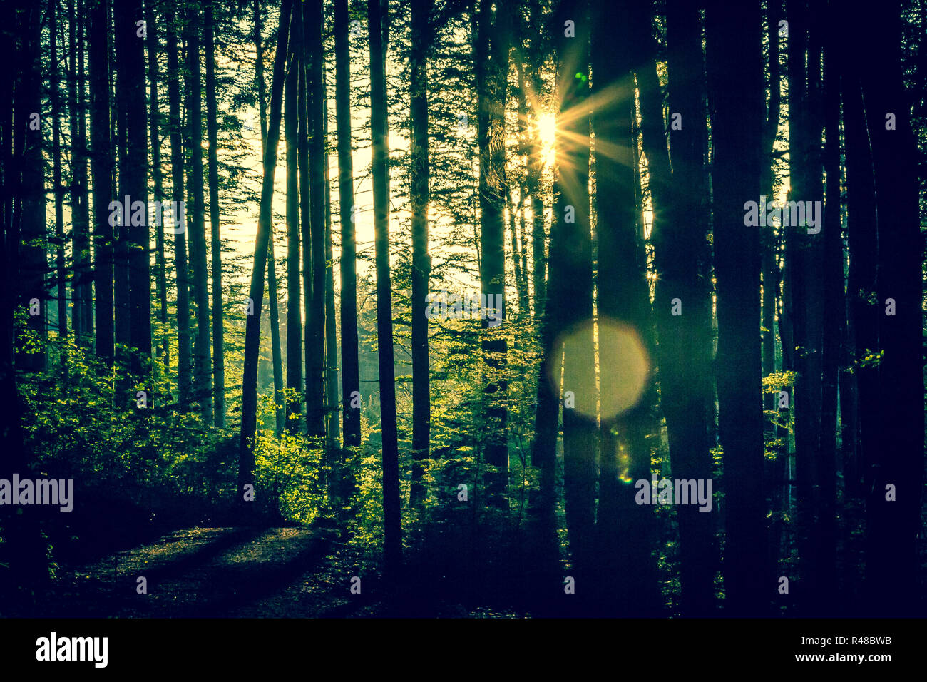Scène forestière mélancolique en été - les arbres d'un rétro-éclairage par star Banque D'Images