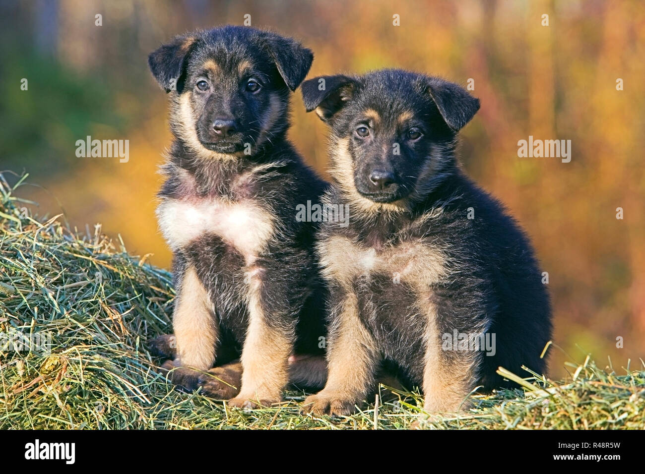 Deux mignon chiots berger allemand assis dehors sur le foin en balles. portrait close up Banque D'Images