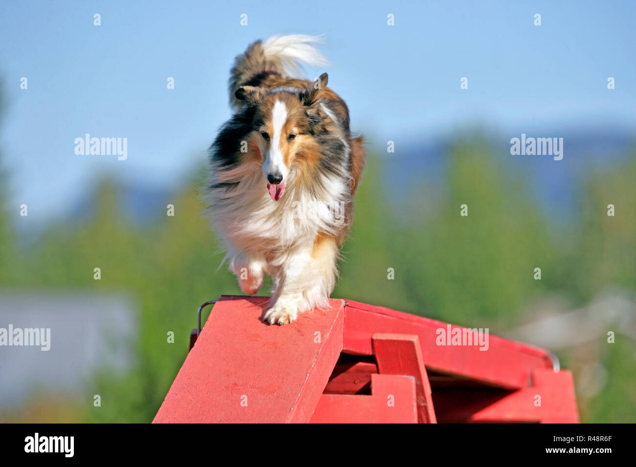 Shetland Sheepdog balade bridge sur cours d'Agilité Banque D'Images