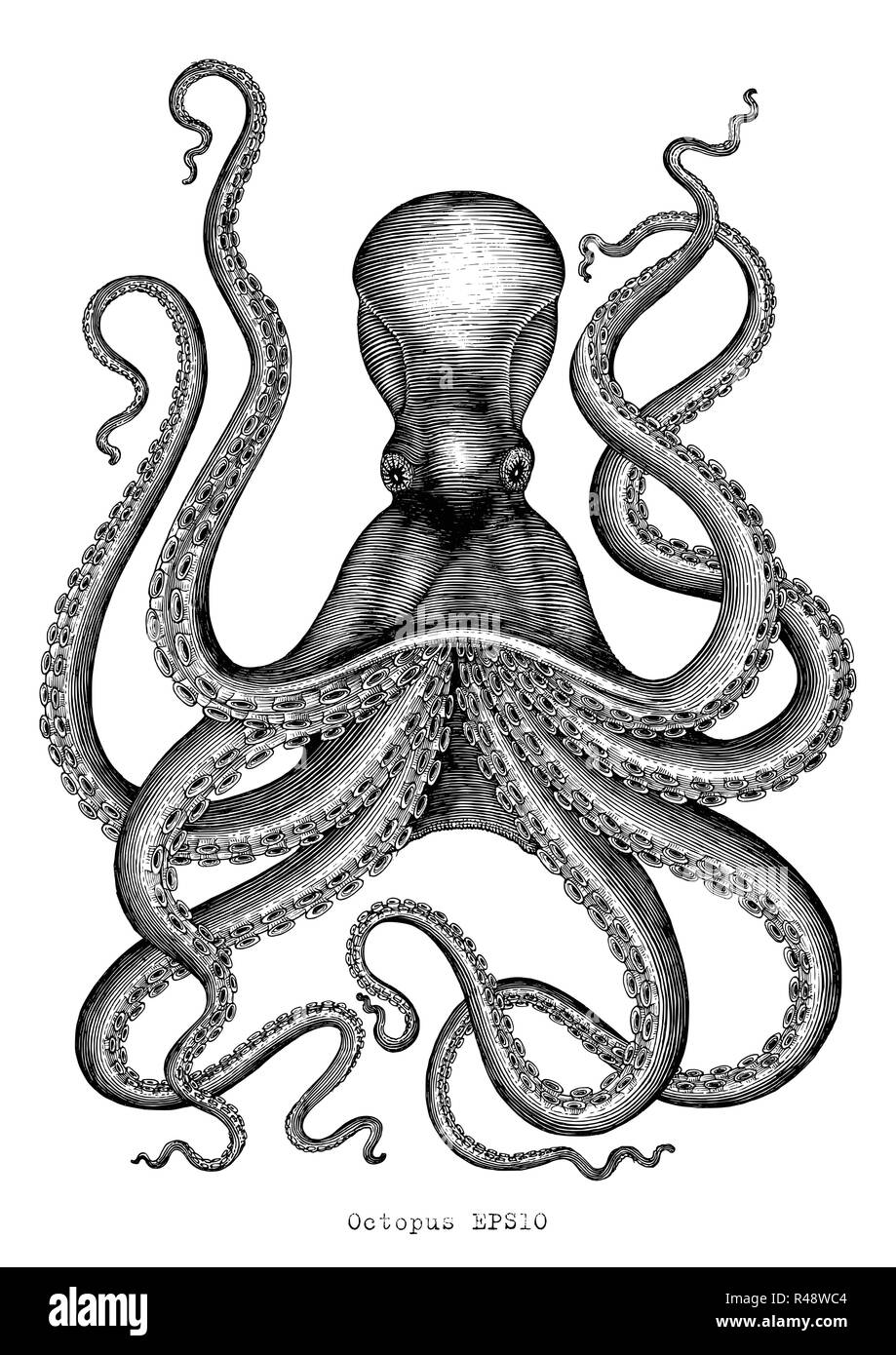 Le poulpe dessin à la main vintage illustration gravure sur fond blanc Illustration de Vecteur
