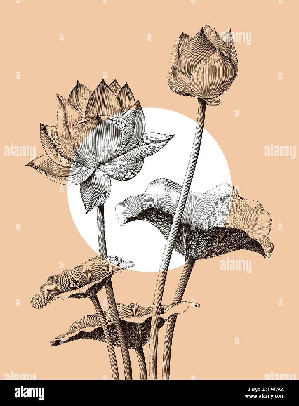 Fleur De Lotus Dessin à La Main Vintage Style Gravure
