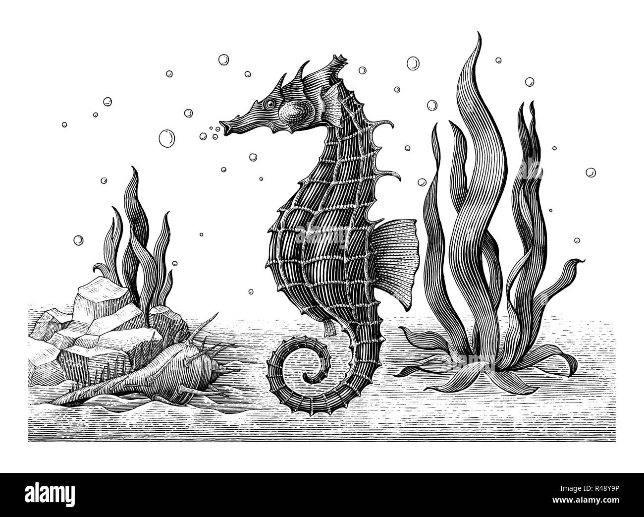 Sea Horse dessin gravure illustration vintage Illustration de Vecteur