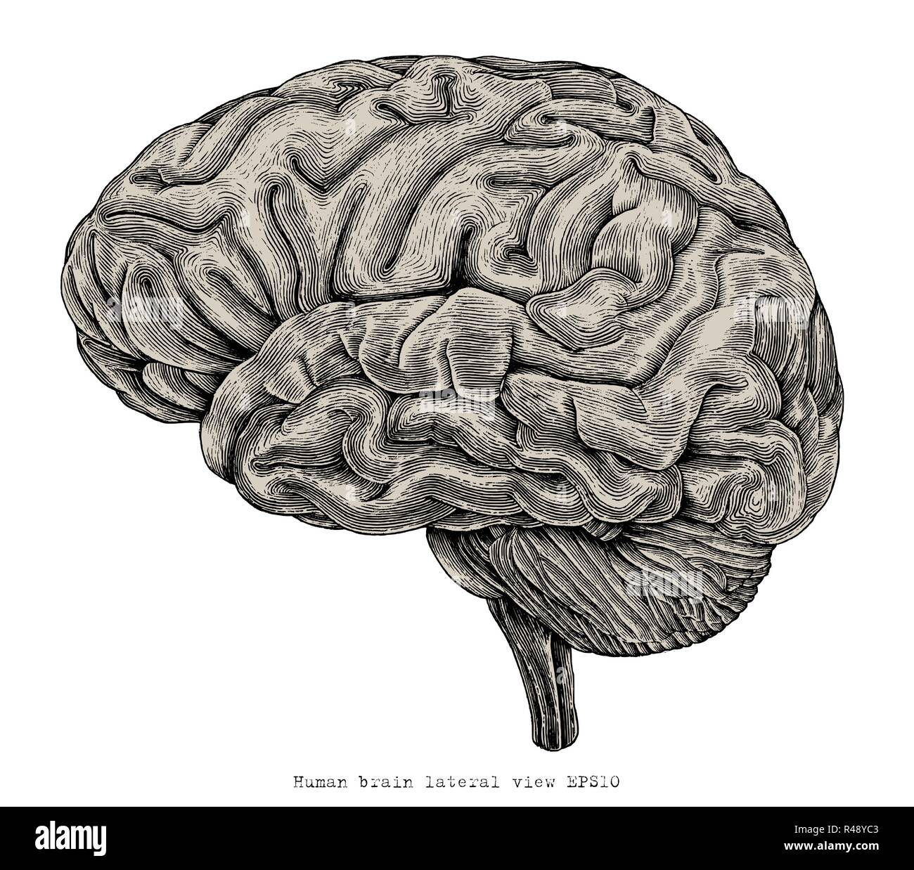Vue latérale du cerveau humain dessin gravure illustration vintage Illustration de Vecteur