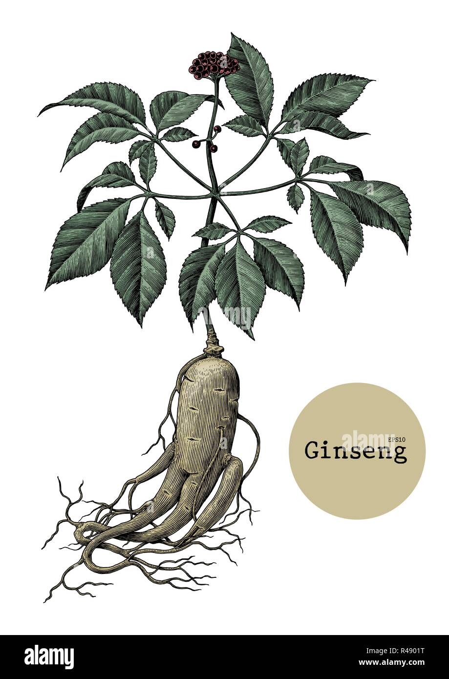 Dessin à la main de ginseng gravure illustration vintage Illustration de Vecteur