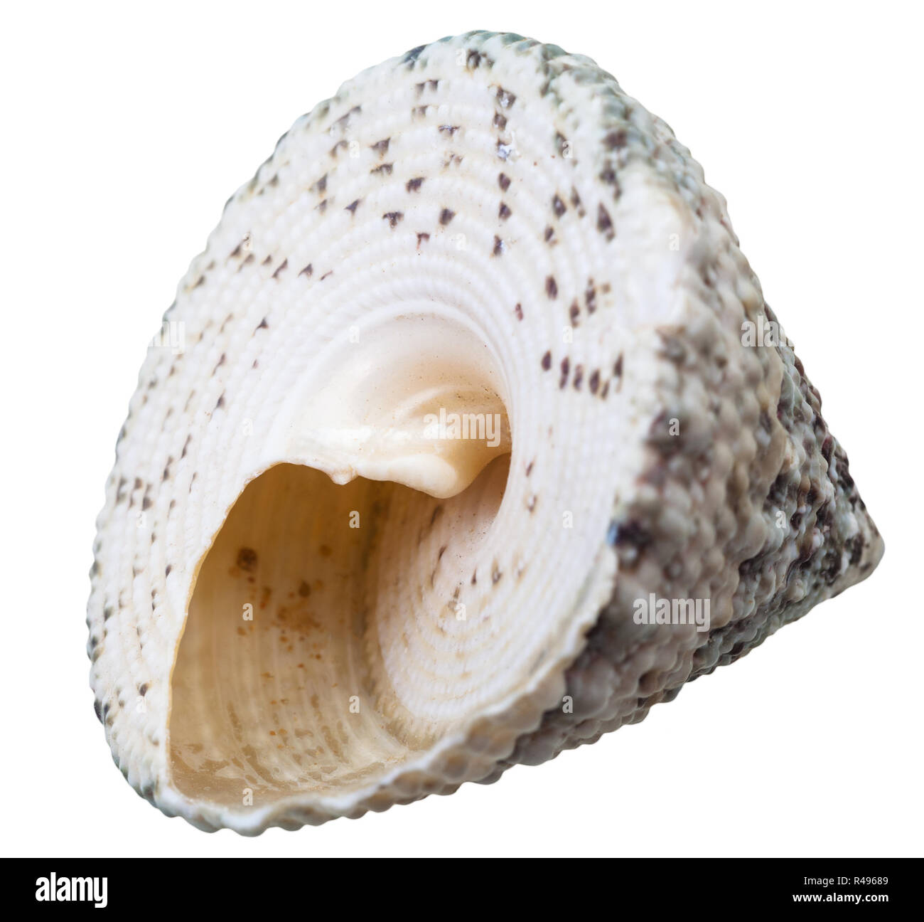 Spirale vert vide coquille de mollusque escargot de mer Banque D'Images