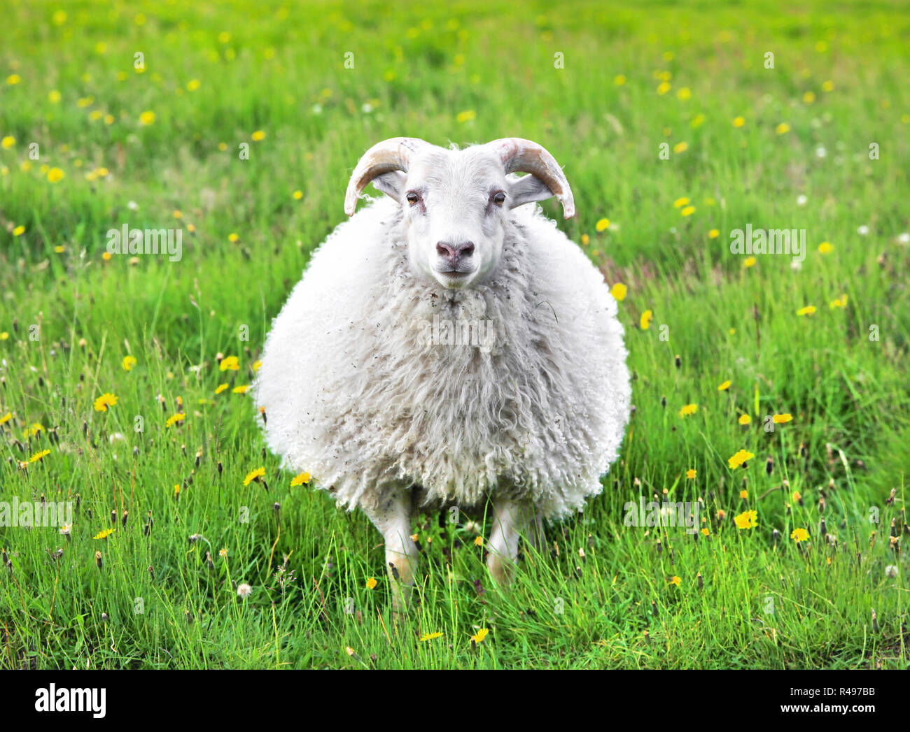 Mouton Mignon En Islande Les Yeux Dans L Appareil Photo Photo Stock Alamy Mouton Mignon En Islande Les Yeux Dans L Appareil Photo Photo Stock Alamy