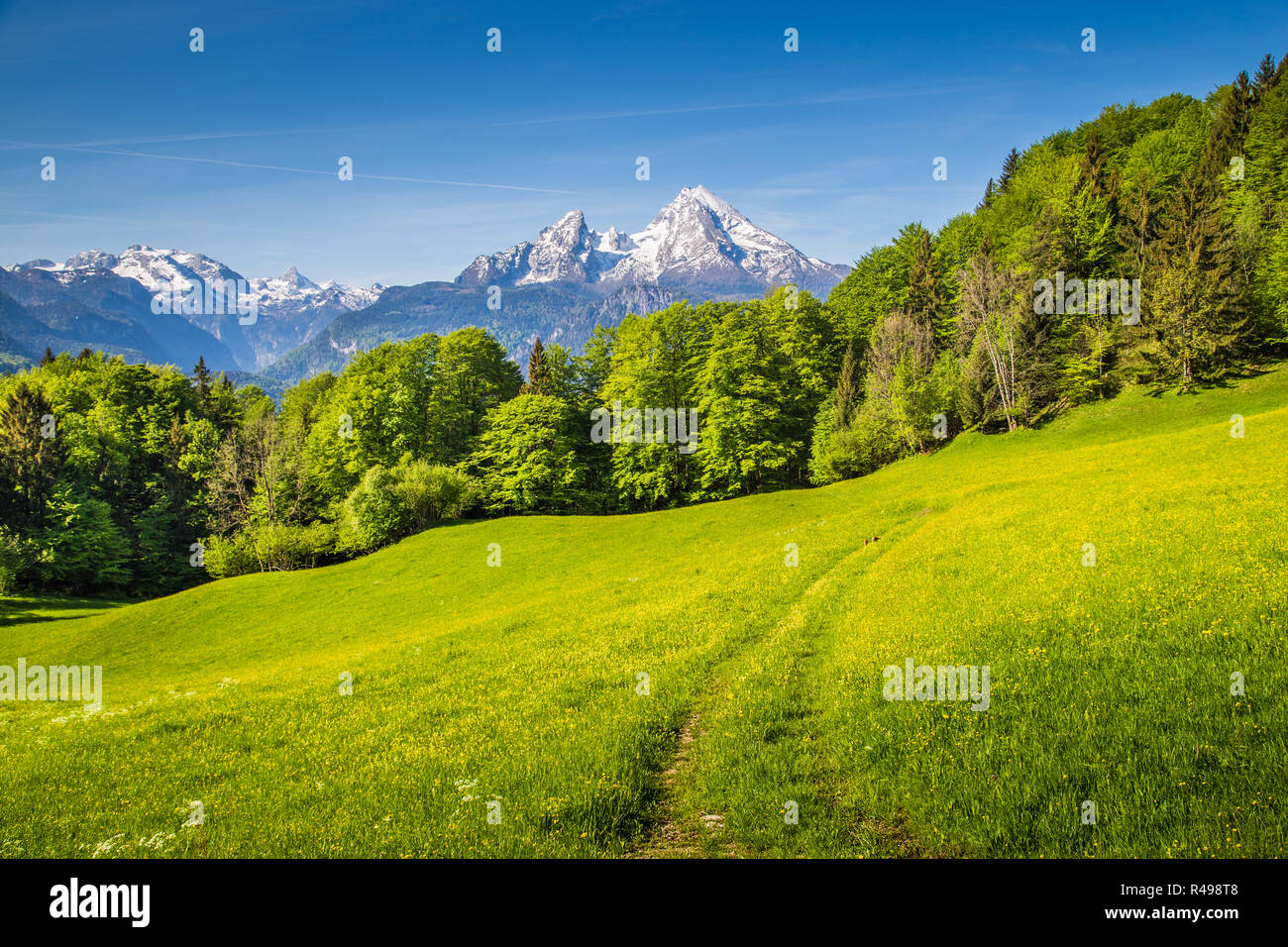Paysage idyllique dans les Alpes avec des prairies vertes et de fleurs et les sommets des montagnes enneigées en arrière-plan Banque D'Images