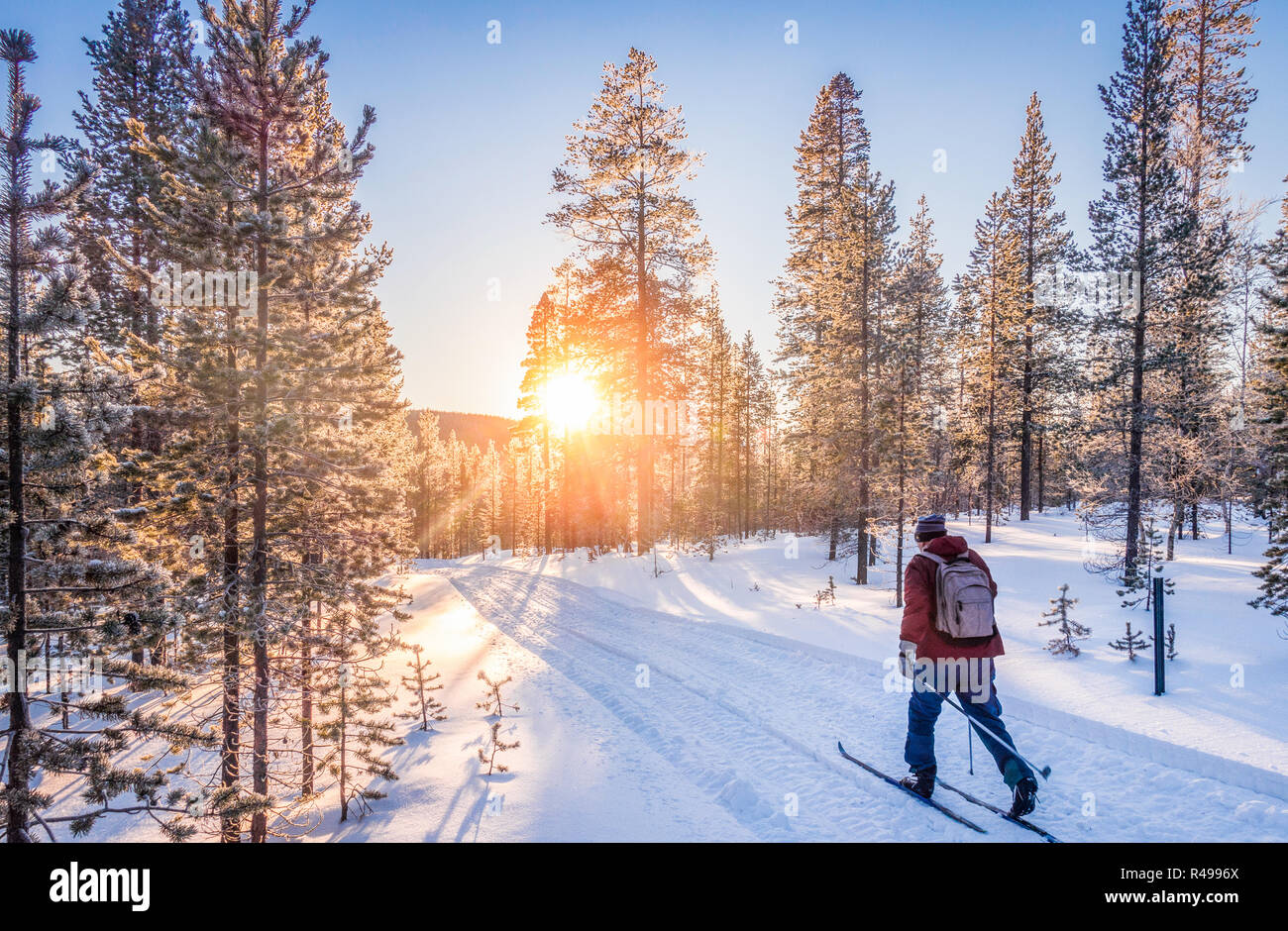 Vue panoramique de l'homme le ski de fond sur une piste dans le magnifique décor hivernal féérique en Scandinavie avec lumière du soir au coucher du soleil Banque D'Images