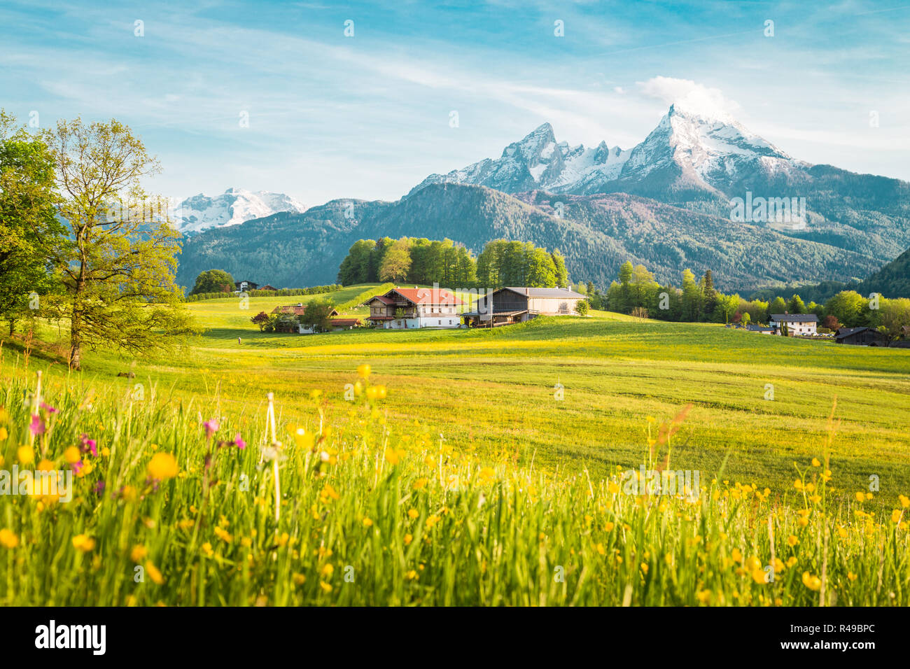 Belle vue sur le paysage de montagne alpin idyllique de fleurs de prairies et snowcapped mountain peaks sur une belle journée ensoleillée avec ciel bleu au printemps Banque D'Images
