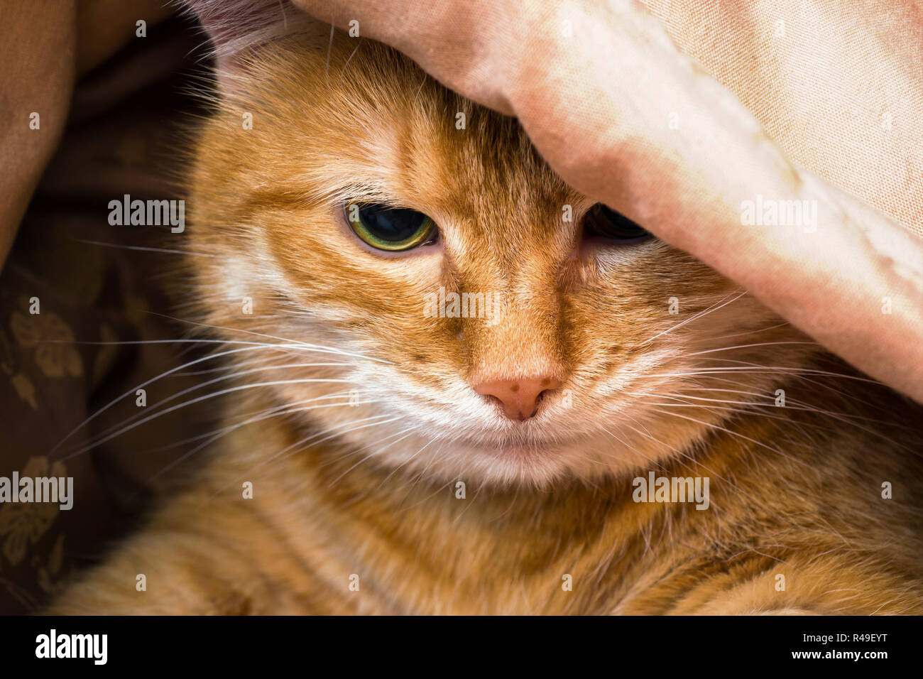 Museau Chat Rouge A L Sous Les Couvertures Photo Stock Alamy