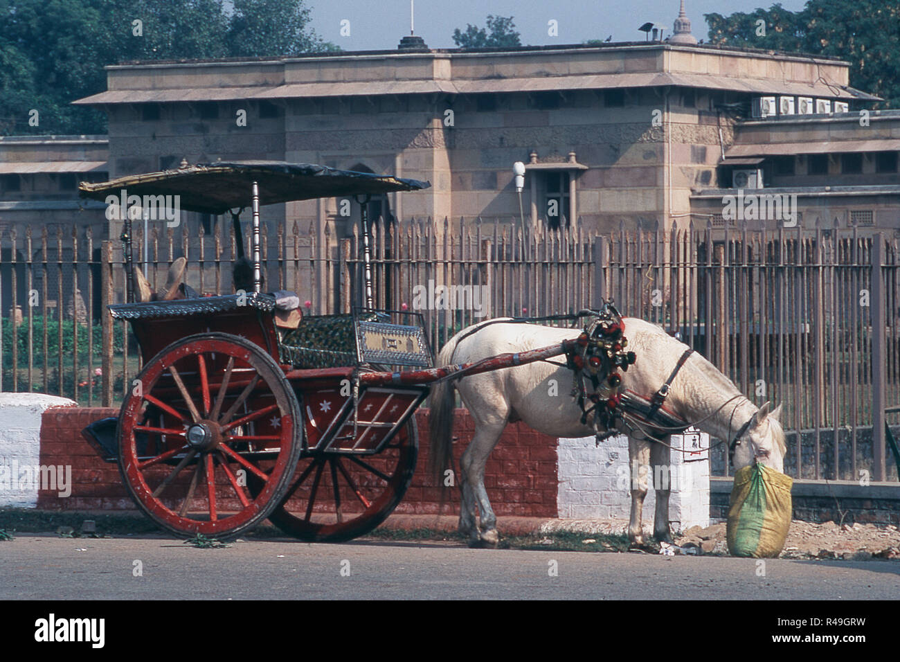Panier cheval en face de Sarnath, Varanasi, Uttar Pradesh, Inde, Asie Banque D'Images