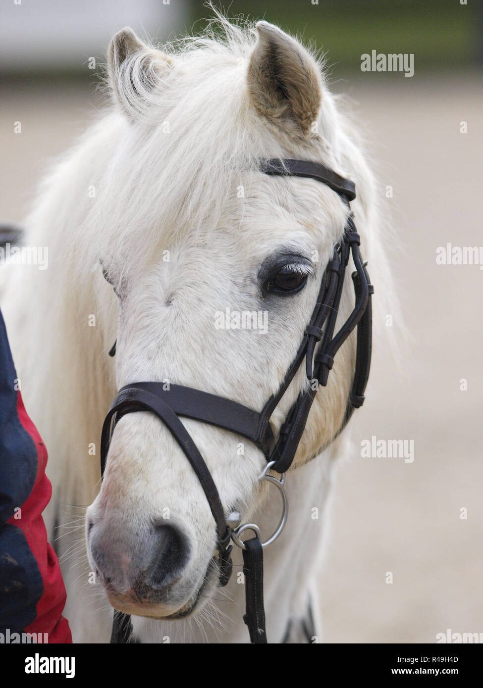 Une tête d'un poney gris dans le mors Banque D'Images