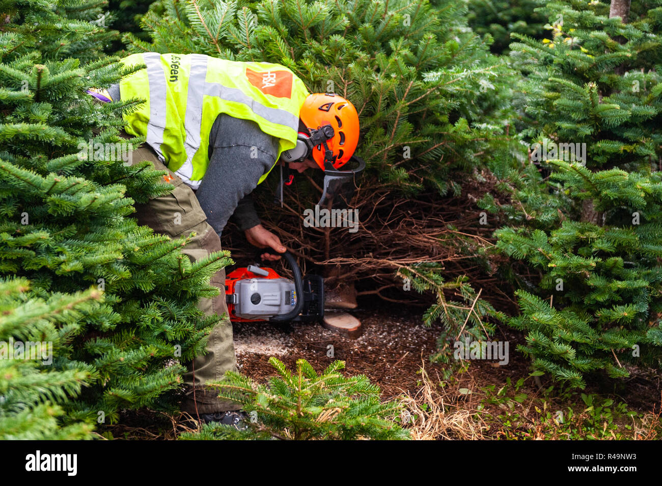 Connonagh, West Cork, Irlande. 26 Nov, 2018. Declan O'Sullivan de Ger O'Sullivan les arbres de Noël coupe un arbre pour la distribution et la vente. Michaela's, vend 5 000 arbres par an et fournit à l'Ouest de Cork. Credit : Andy Gibson/Alamy Live News. Banque D'Images