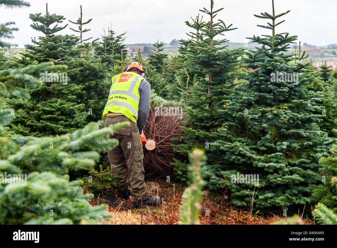 Connonagh, West Cork, Irlande. 26 Nov, 2018. Declan O'Sullivan de Ger O'Sullivan les arbres de Noël coupe un arbre pour la distribution et la vente. Michaela's, vend 5 000 arbres par an et fournit à l'Ouest de Cork. Credit : Andy Gibson/Alamy Live News. Banque D'Images